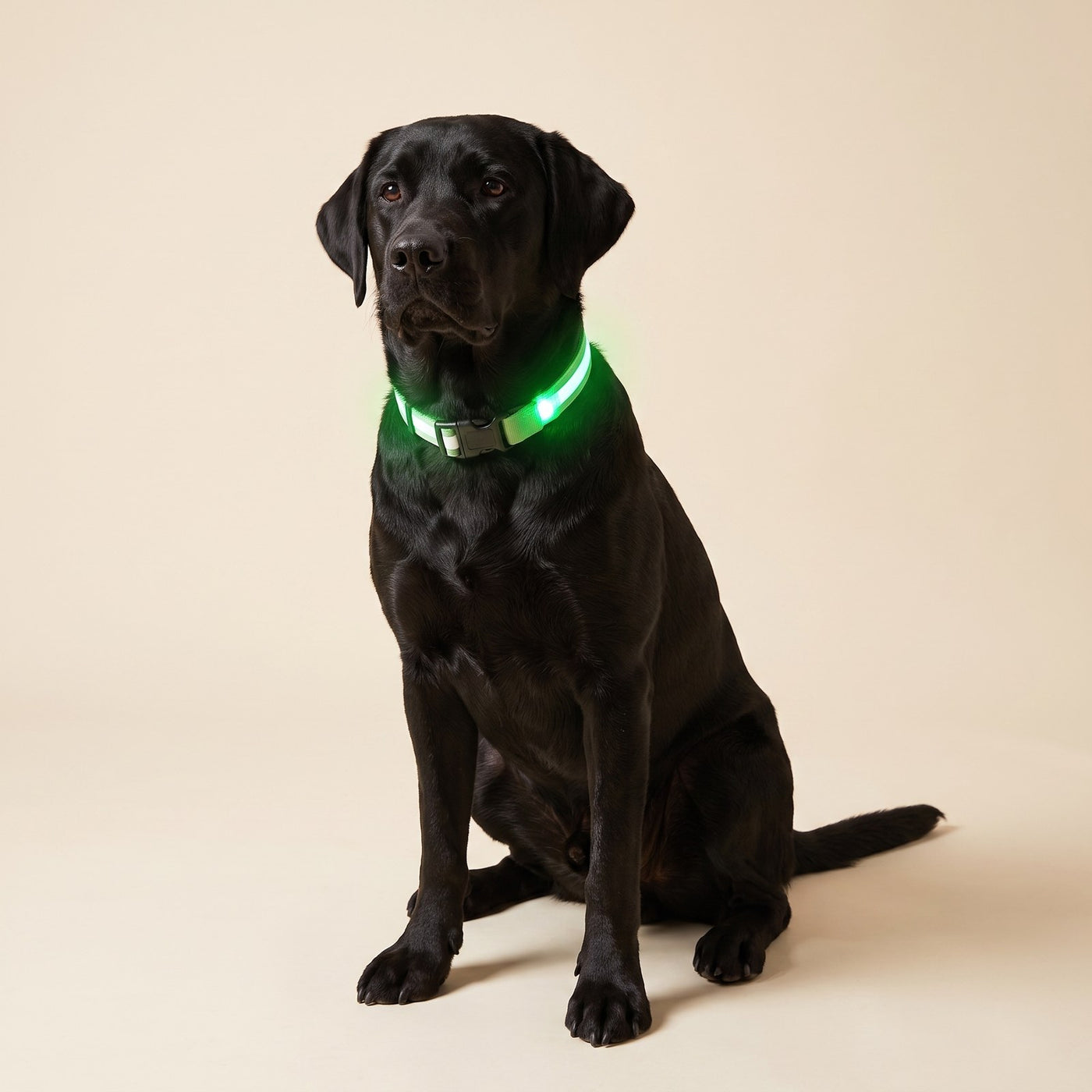 LED Glow Collar