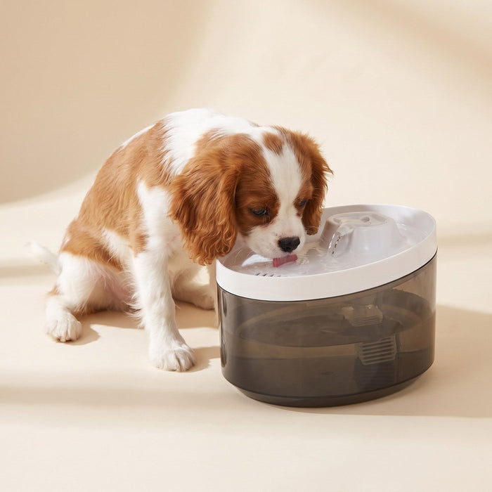 Cavalier puppy drinking from the water fountain
