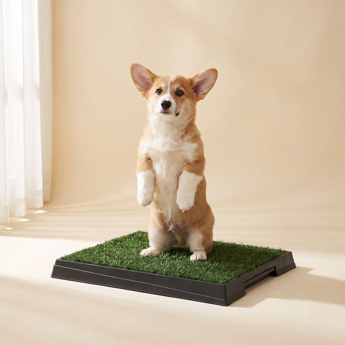 Corgi puppy on the indoor grass loo