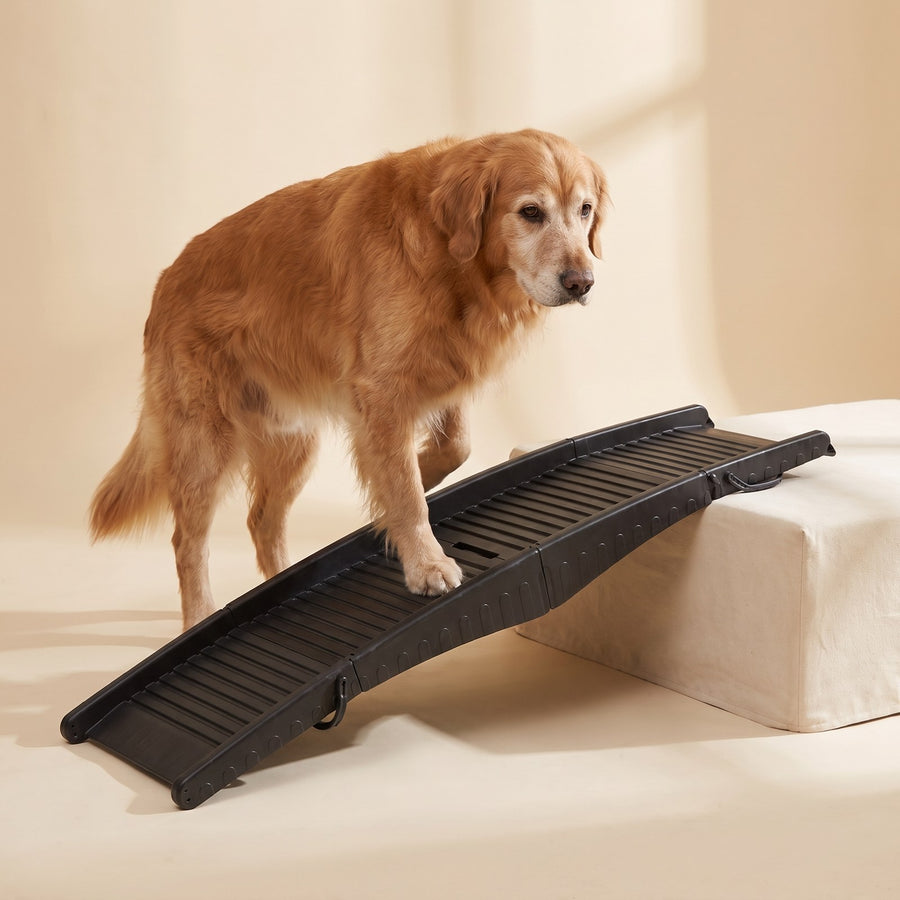 Golden retriever using the Fold-Flat Travel Ramp