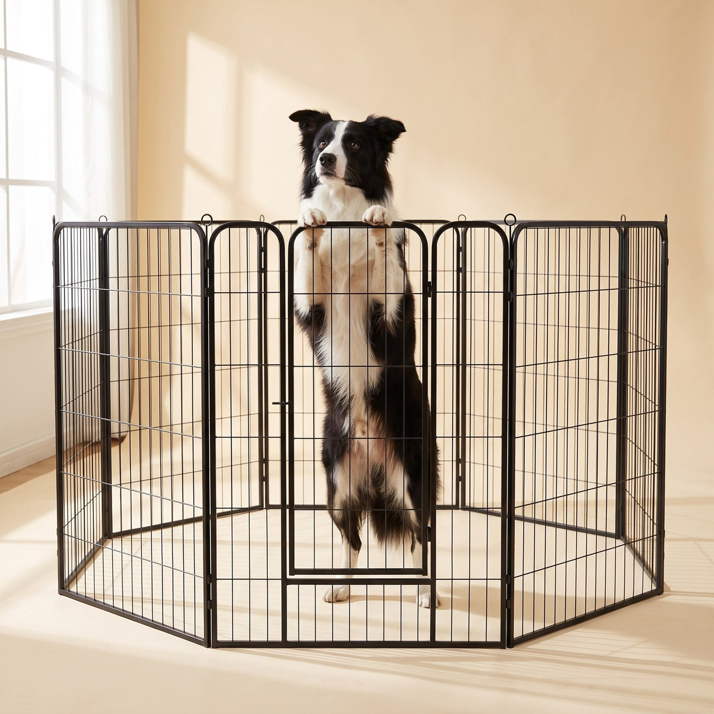 Border collie inside the Extra-Tall 8-Panel Playpen
